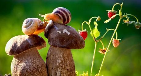 ¿Qué es el movimiento slow?