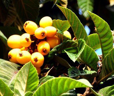 Propiedades nutricionales del níspero