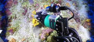 Espectaculares imágenes nunca vistas de corales cubanos [+ video]