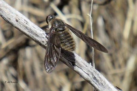 Canariellum brunnipenne