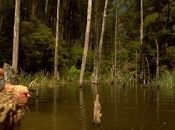 territorio bestia (Rogue, Greg McLean, 2007. AUSTRA EEUU