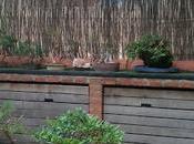 Terraza nueva para bonsais