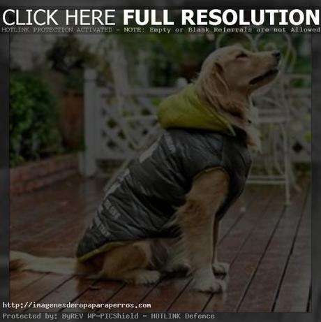 ropa para perros grandes