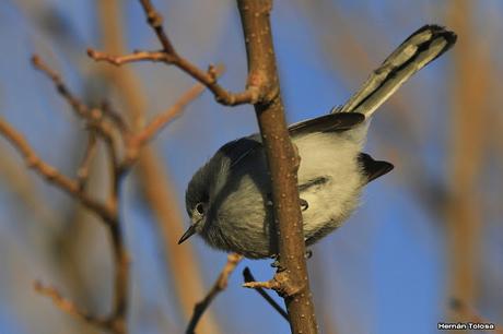 Plomita al atardecer