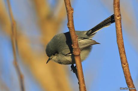 Plomita al atardecer