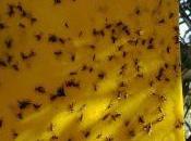 Proyecto piloto modelo predictivo mosca olivo