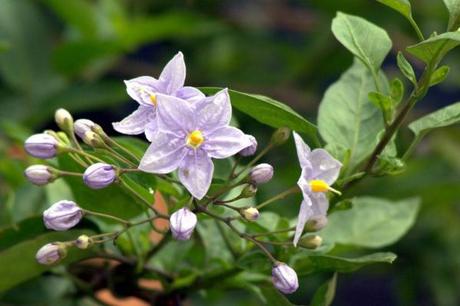 Propiedades medicinales del natre