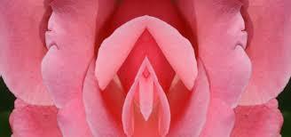 Sistema Reproductor (II)