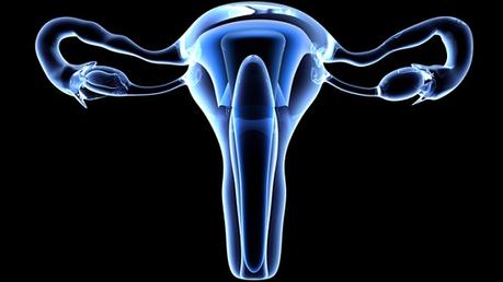 Sistema Reproductor (II)