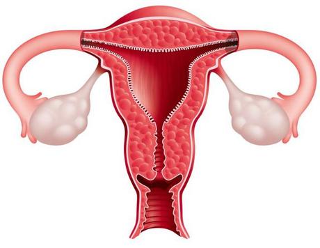 Sistema Reproductor (II)