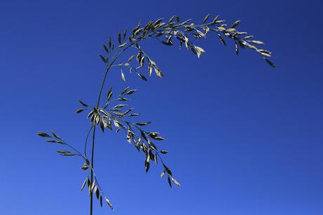 Cebadilla criolla (Bromus catharticus)