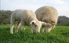 ¿Qué significado tiene soñar con borregos?