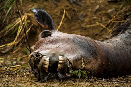 Zaruma, olor a café, minería y casas de colores