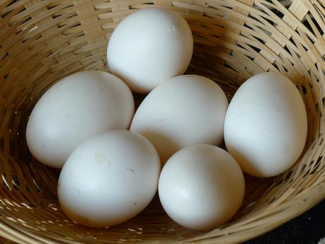 ¿Donde obtener la vitamina B12 ?