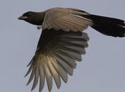 Urraca morada (Purplish jay) Cyanocorax cyanomelas