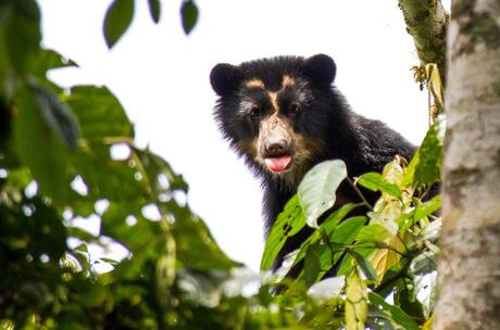 Maquipucuna, la reserva de los osos