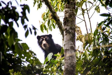 Maquipucuna, la reserva de los osos