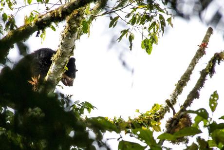 Maquipucuna, la reserva de los osos