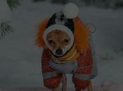 Ropa moda para perros invierno