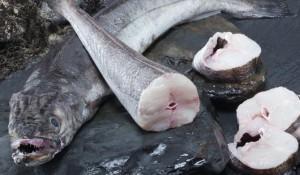 Beneficios y propiedades del pescado blanco