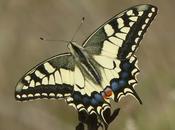 Mariposas septiembre