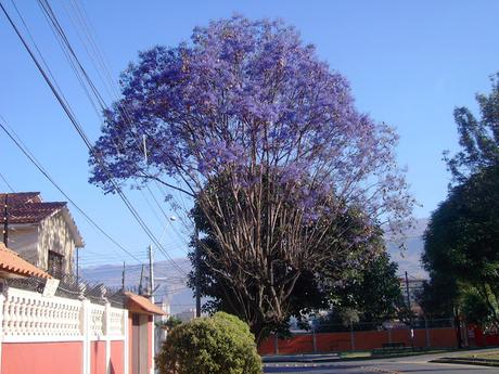 De paseos peatónicos y otros días jacarandosos