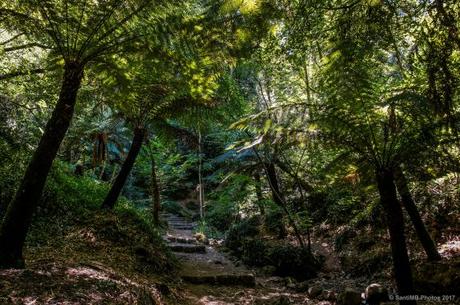 Un paseo por el Bosque Encantado de Buçaco, en Portugal