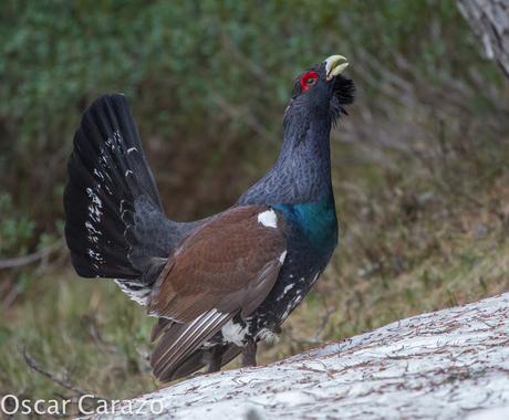 OTRO SUEÑO CUMPLIDO: UROGALLO PIRENAICO