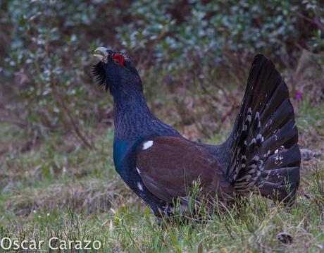 OTRO SUEÑO CUMPLIDO: UROGALLO PIRENAICO