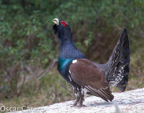 OTRO SUEÑO CUMPLIDO: UROGALLO PIRENAICO