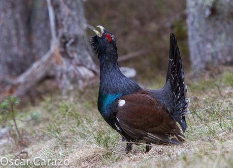 OTRO SUEÑO CUMPLIDO: UROGALLO PIRENAICO