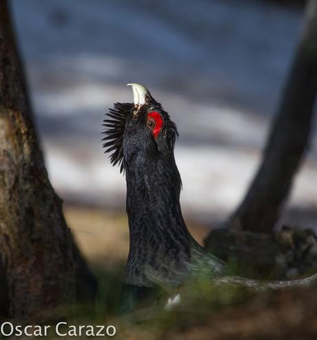 OTRO SUEÑO CUMPLIDO: UROGALLO PIRENAICO