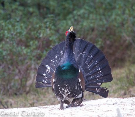 OTRO SUEÑO CUMPLIDO: UROGALLO PIRENAICO