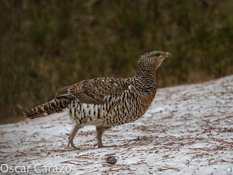 OTRO SUEÑO CUMPLIDO: UROGALLO PIRENAICO