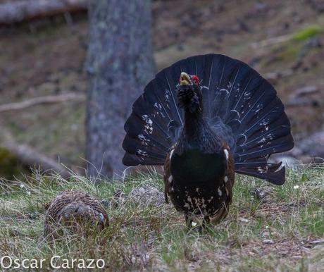 OTRO SUEÑO CUMPLIDO: UROGALLO PIRENAICO