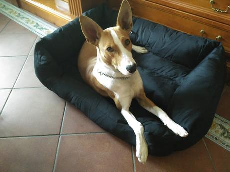 Descubriendo a Songmics