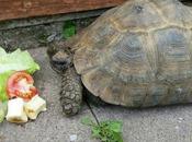 Este hombre salvó tortuga dándole respiración boca