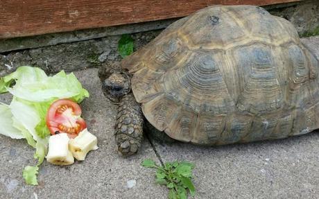 Este hombre salvó a su tortuga dándole respiración de boca a boca