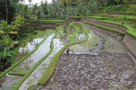 INDONESIA IV: LLEGAMOS A BALI