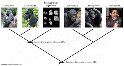 Nuevo protogorila