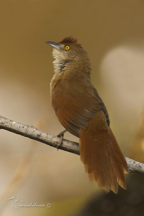 Espinero grande (Greater Thornbird) Phacellodomus ruber