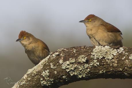 Espinero grande (Greater Thornbird) Phacellodomus ruber