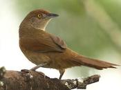 Espinero grande (Greater Thornbird) Phacellodomus ruber