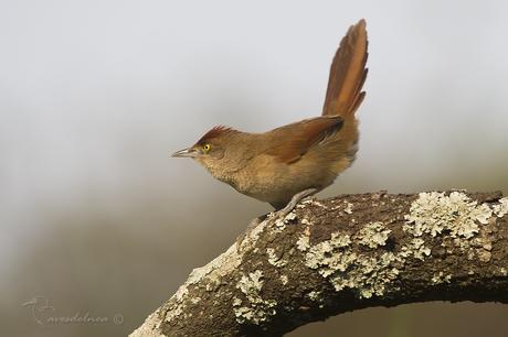 Espinero grande (Greater Thornbird) Phacellodomus ruber