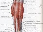 Blog Antonio Gil: Sobrecarga muscular gemelos