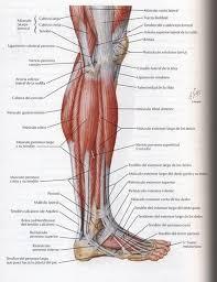 Blog de Antonio Gil: Sobrecarga muscular en los  gemelos