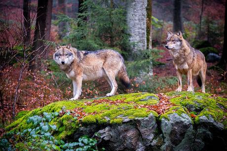 European gray wolves in Bavaria.