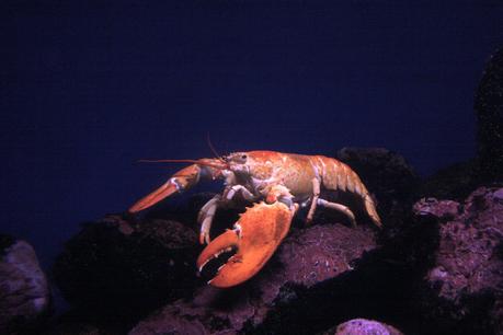 An orange lobster that also lives at the New England Aquarium.