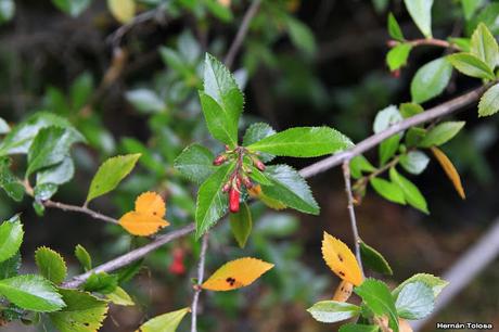 Sietecamisas (Escallonia rubra)