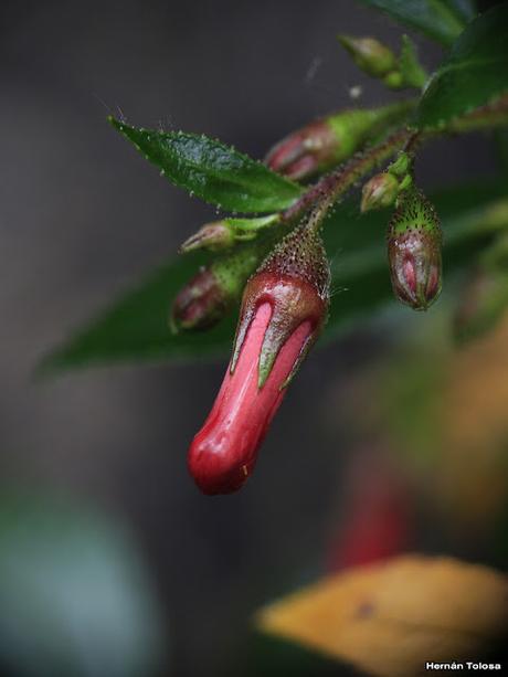 Sietecamisas (Escallonia rubra)